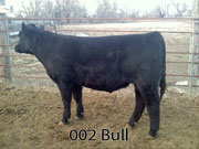 002 bull
