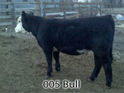 005 bull