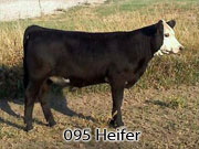095 heifer