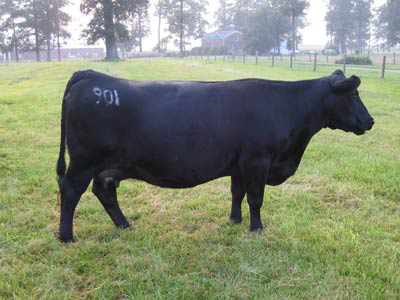 901 Emma Lou